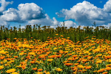 A field of blooming flowers