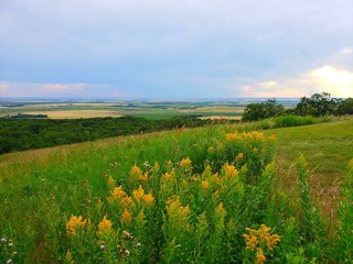 field of yellow flowers and blue sky