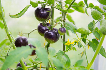 black tomato on a branch in a greenhouse on a blurry green background close-up
