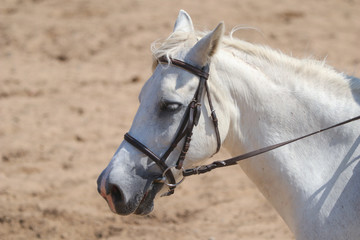 Obraz premium Cabeza de caballo blanco