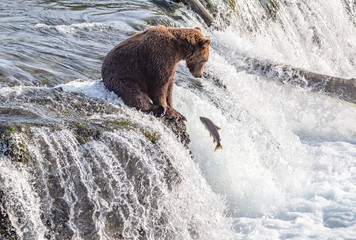 Young grizzly bear fishing on waterfalls