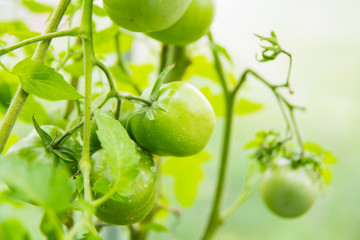 green tomatoes on a branch in a greenhouse on a blurry green background close-up