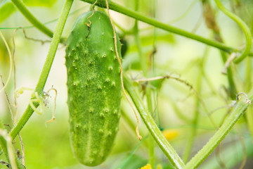 green cucumbers on a branch in a greenhouse on a blurry green background close-up