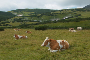Fototapeta na wymiar Grazing cows on the Schneeberg in Lower Austria