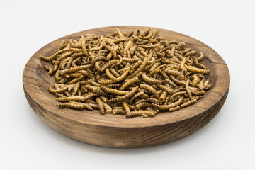 mealworms  crustaceans tenebrio molitor isolated