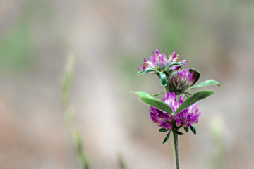 Wild Fields of Oregon