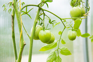 green tomatoes on a branch in a greenhouse on a blurry green background close-up