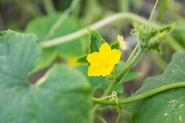 yellow cucumber flower on a branch in a greenhouse on a blurry green background close-up