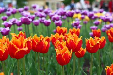 tulips