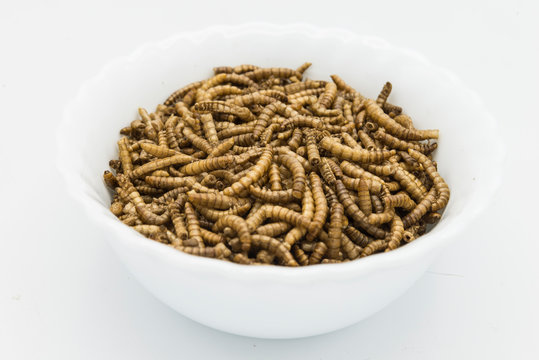edible mealworms isolated high quality