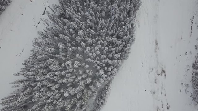 [D-LOG] 4K Snowy Mountain forest trees