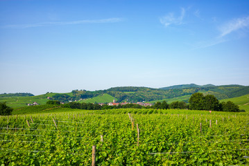 Fototapeta na wymiar Des vignes et un village alsacien au pied des Vosges