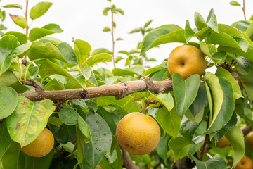 果樹園の梨