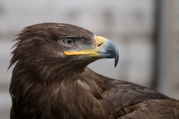 Obraz premium Golden Eagle stare. Close up.