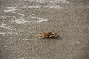 Crabs at River no 2 beach, Sierra Leone