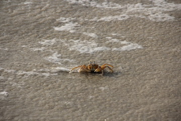 Crabs at River no 2 beach, Sierra Leone