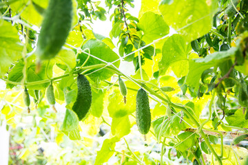 green cucumbers on a branch in a greenhouse on a blurry green background close-up