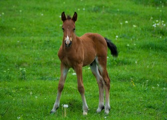 Naklejka na ściany i meble Little horse with white nose in the meadow. New generation concept.