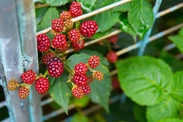 red berries hanging from a branch on a blurry green background close-up