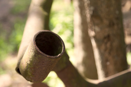 two insects having fun on a rusty pipe in the forest near Umedalen
