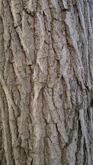 bark of a tree