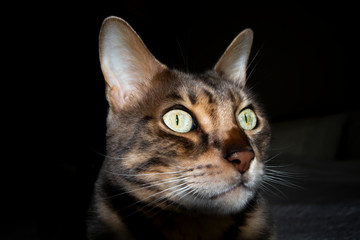 Male five year old Corsican Blue Marbled Bengal domestic cat, breed derived from the Asian Leopard