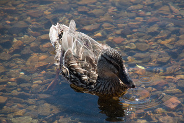 Pato nadando