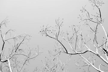 Bare tree branches - monochrome