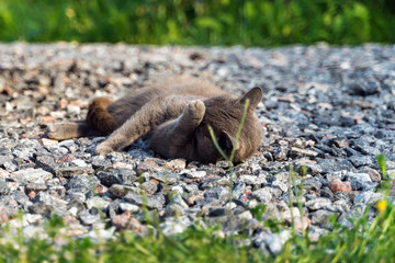 the grey cat lying on stones and looking at camera 