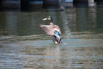 pato moviendo las alas en un lago