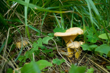 Group of fresh chanterelle or Girolle mushrooms (Cantharellus cibarius) in the green grass of a forest, very good for cooking, food, harvest, summer, autumn, mountain, Trentino, Italy