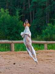 Dog jumps for food.Photographed in motion, in defocus..