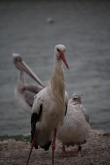 Fototapeta premium cigogne