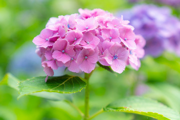 赤紫のアジサイ