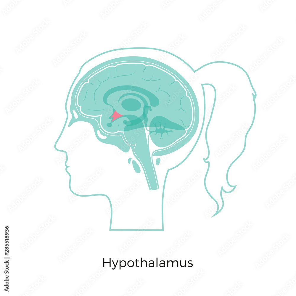 Sticker Vector illustration of Hypothalamus 