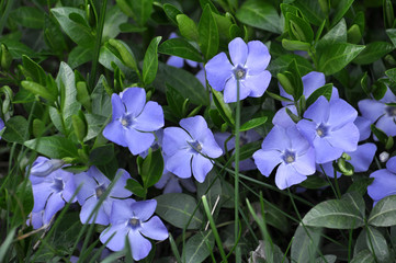 Spring blossom of periwinkle small