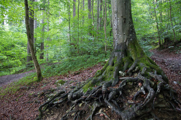 raices