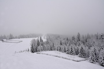 winter forest in the fog