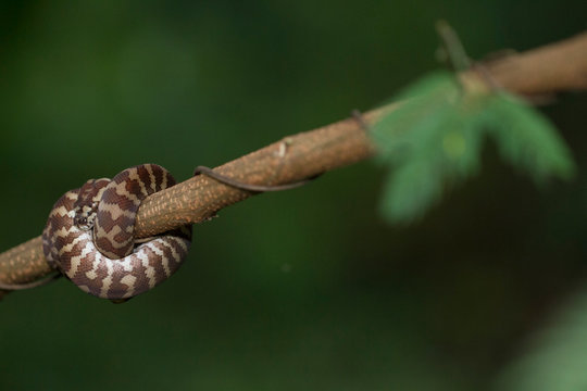  Carpet python (Morelia spilota) curled on a branch