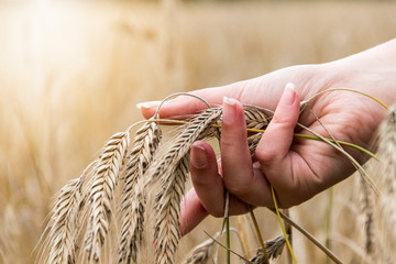 Fototapeta na wymiar Female hand touching a golden ear of wheat in a wheat field, sunset light, flare light.