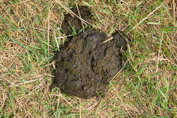 A cow cake in the grass. Manure of cattle.