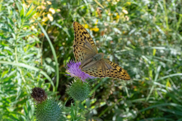 butterfly on flower