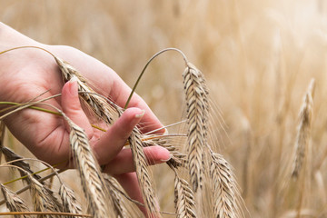 Fototapeta na wymiar Female hand touching a golden ear of wheat in a wheat field, sunset light, flare light.