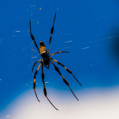 closeup of giant spider in a web