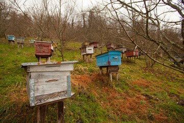 bee passeka on a village farm in spring