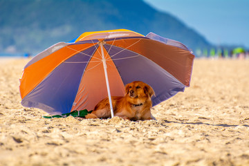 Dog rest in the shade of a beach umbrella on a hot summer day