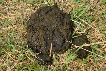 A cow cake in the grass. Manure of cattle.