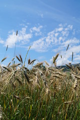 Weizenfeld mit blauem Himmel