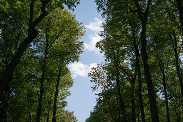 trees and blue sky