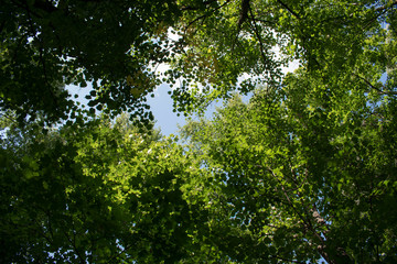 Sky through the trees in the forest